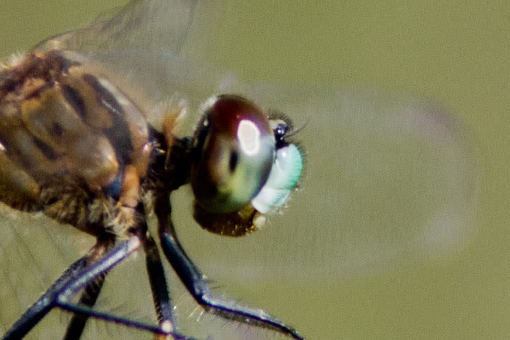 トンボ撮影レンズ考 Days Of Dragonflies Moths