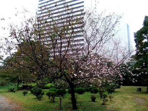 旧芝離宮恩賜庭園 十月桜 板橋区のパソコン教室 ホームコンじゅく 新板橋駅前教室 旧芝離宮恩賜庭園 十月桜 板橋区のパソコン教室 ホームコンじゅく 新板橋駅前教室