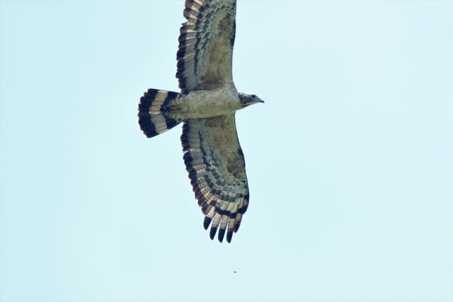 ハチクマの飛翔 飛翔シーンと止まりもの 野鳥と野鳥写真 観察と展示