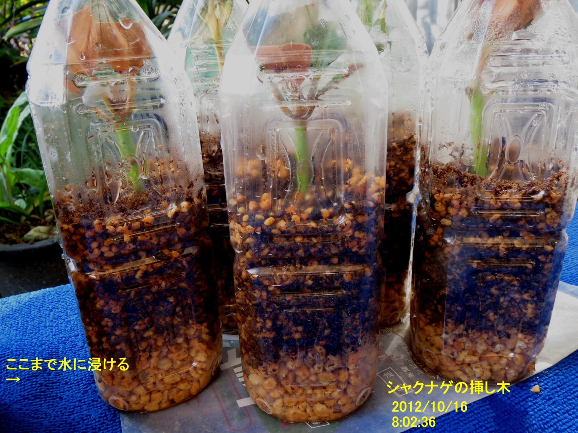 シャクナゲの挿し木適期 ハーモニー農法とは 安全で美味しい農産物つくり