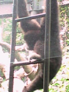 テナガザル