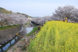 琴海 戸根川沿いの 桜 琴海花まつり 日常