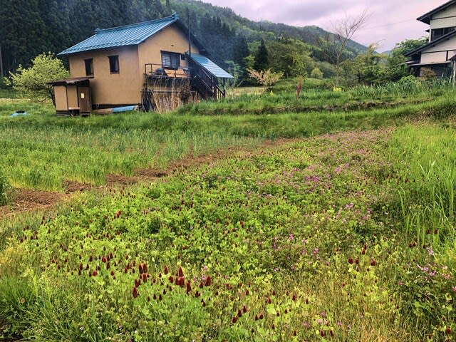 耕さない田んぼの田植え（不耕起田んぼ）レンゲとクリムソンクローバー