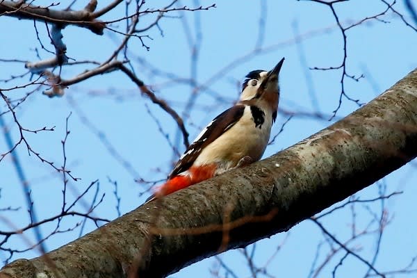 アカゲラ 赤啄木鳥 あなたに会いたくて 野鳥探索日記