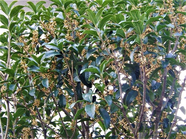 二度咲きのキンモクセイ 金木犀 植物大好き 出会い ときめき 癒し