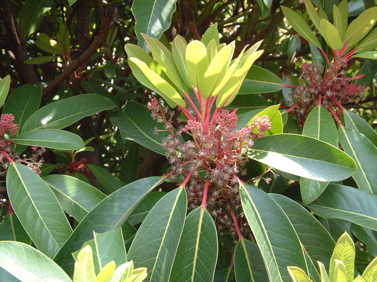 ユズリハ 譲葉 季節の花