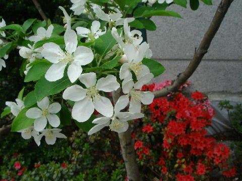 梨の花とさつき