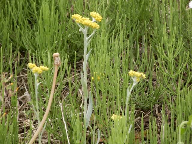 雑草を探す 3 ひまあり人は風まかせ
