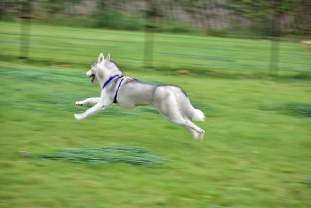 走る 走る ハスキー犬女の子ランちゃんのブログ