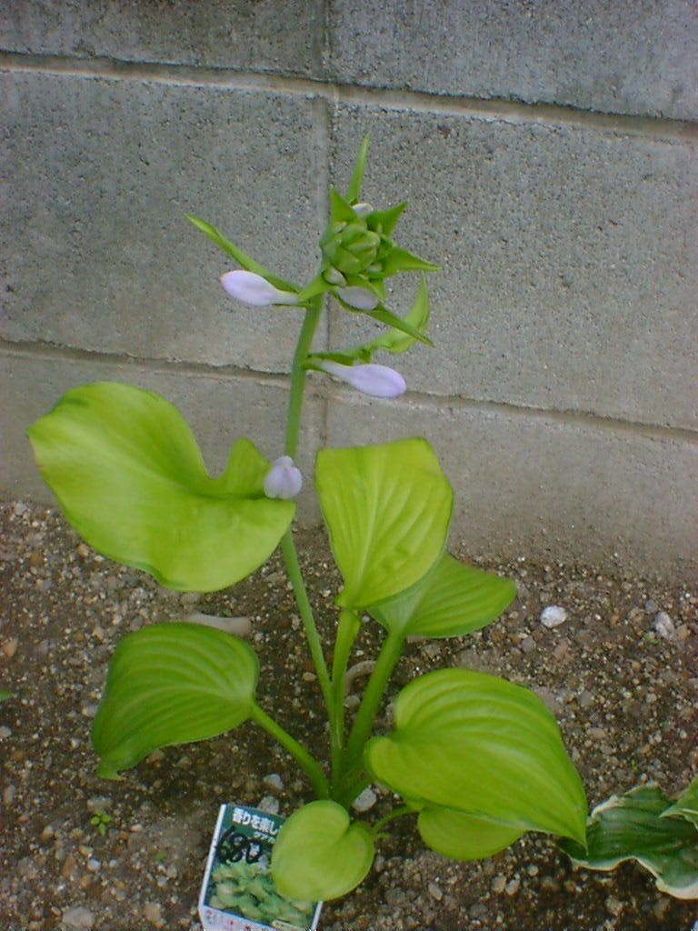 20060614Hosta Guacamole