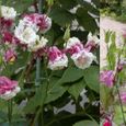 ＮＯ28　娘の家の庭で、初めて開花したオダマキ