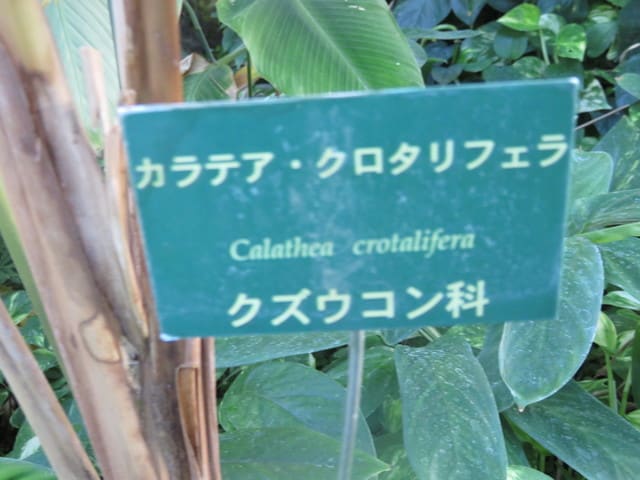 カラテア・クロタリフェラ