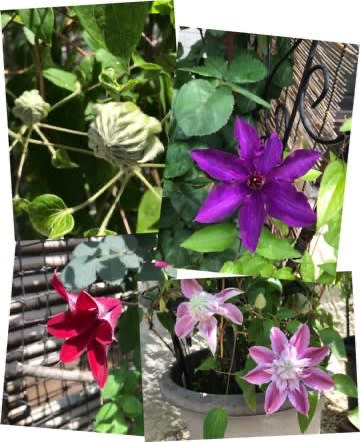 バラとクレマチスの開花時期を合わせるのが難しいわぁ バラとクレマチスの開花時期を合わせるのが難しいわぁ