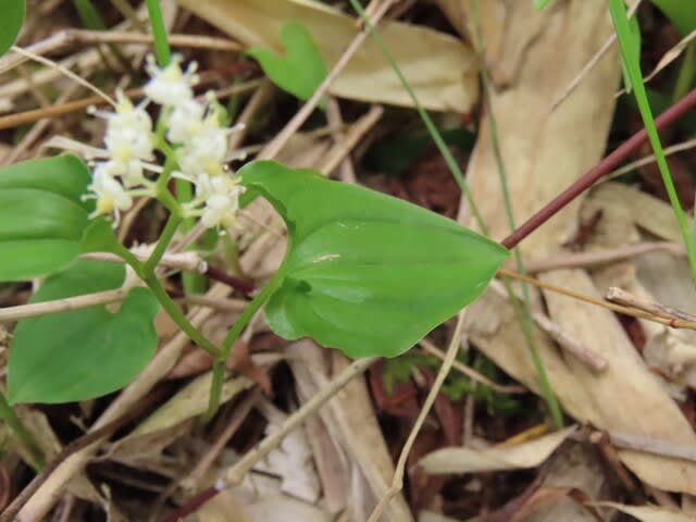 高ボッチ高原・鉢伏山で最近咲いている花　マイヅルソウ（舞鶴草）