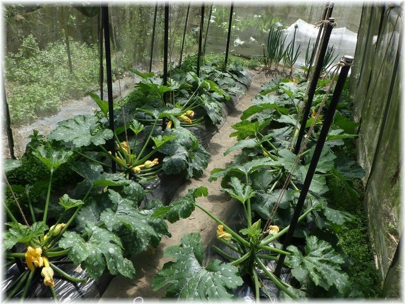 ズッキーニの直立栽培というか立体栽培 試行錯誤の家庭菜園