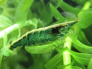 緑のヌマエビ 生き物観察日記