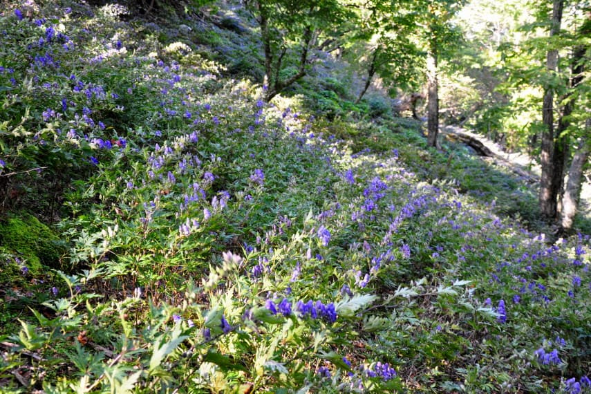 五葉岳 トリカブト の お花畑 延岡の山歩人ｋ
