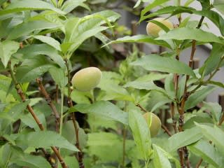庭の様子 6月 アルケミラモリス オレガノマルゲリータ ほか 植物大好き 出会い ときめき 癒し
