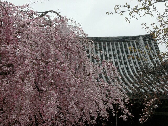 法金剛院：待賢門院桜は満開