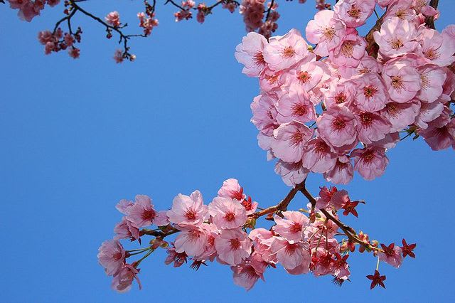 陽光桜 昨年より遅れて満開 砥部町 ｅｅｋの紀行 春夏秋冬