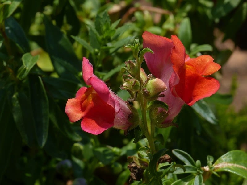 キンギョソウ（金魚草） - HAYASHI-NO-KO