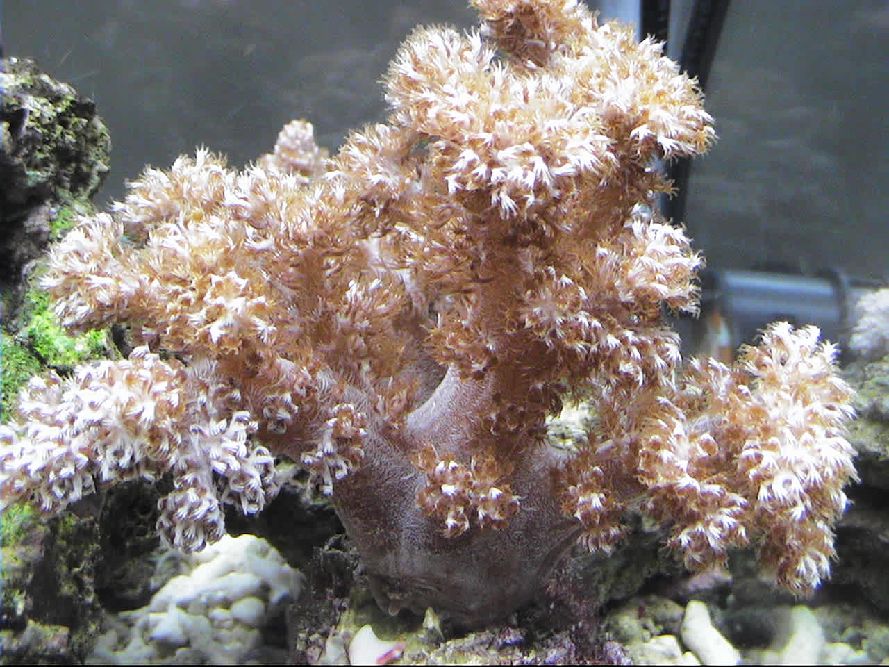 アカバナトサカ隆々 社長 塾頭 の観賞魚飼育日誌