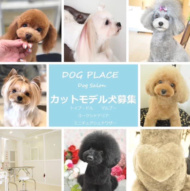 北西宮店カットモデル犬大募集 Dog Place 神戸ドッグプレイス