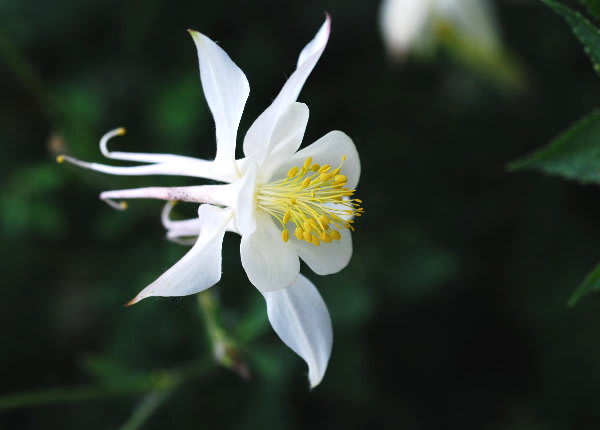 白いオダマキ クリザンタ ジージのドイツ花便り