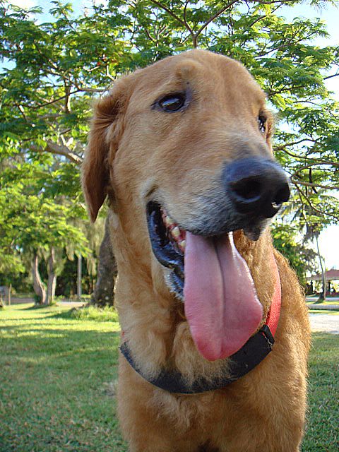 南国ゴールデン ゴン太のほねっこ ゴールデンレトリーバーcream