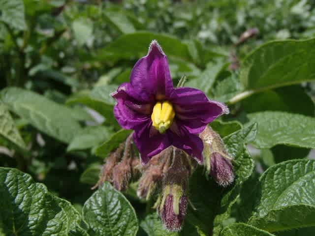 ジャガイモに花がつきました 24日 新 釣りと菜園と趣味の部屋