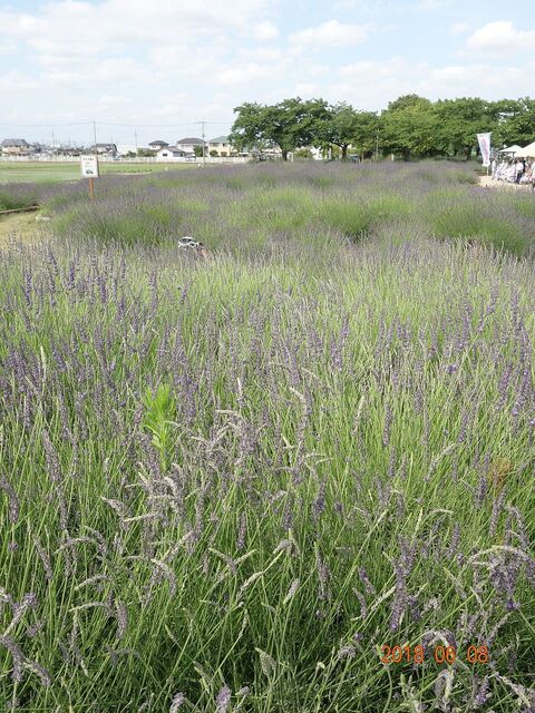 イメージ 9