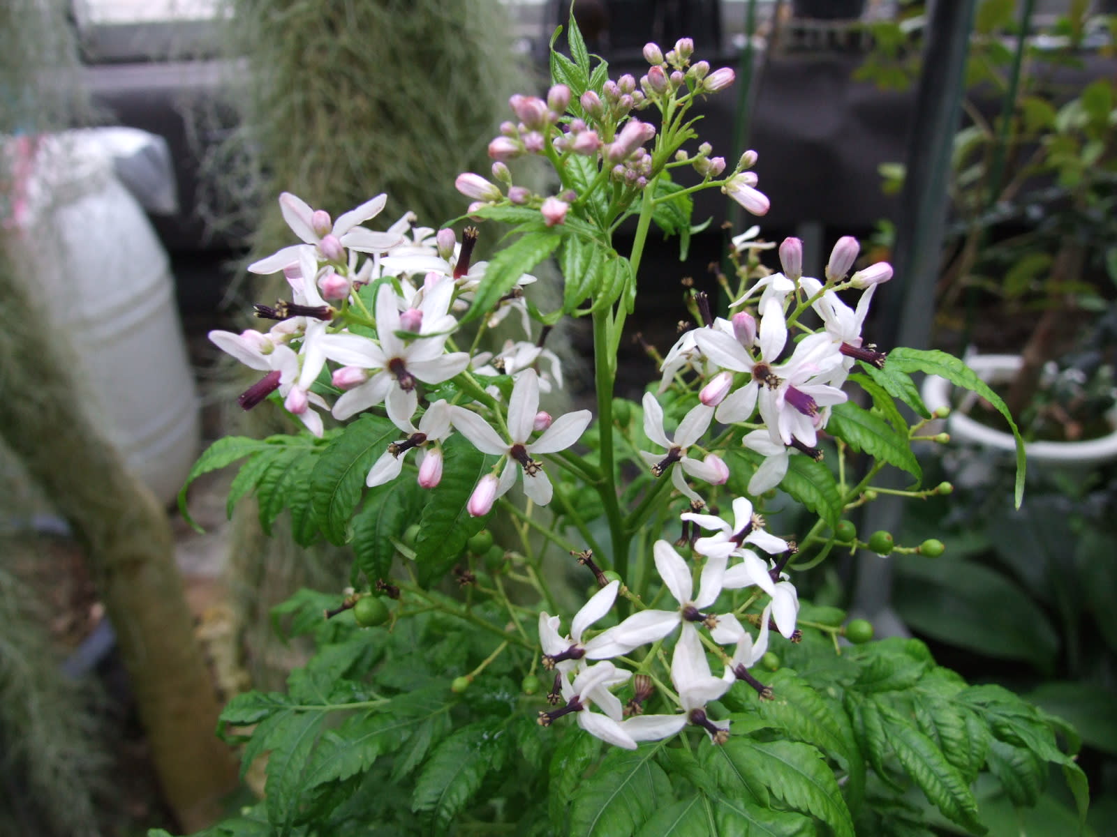 インドセンダン 印度栴檀 季節の花