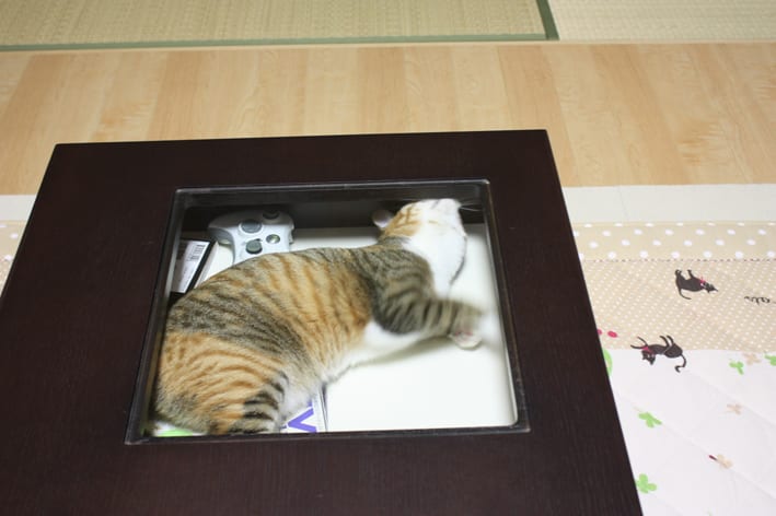 「キヨちゃん」のブログ記事一覧-世界で一番 猫が好き♪