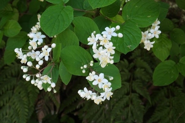 白い花が咲く木 横浜のほほん 続