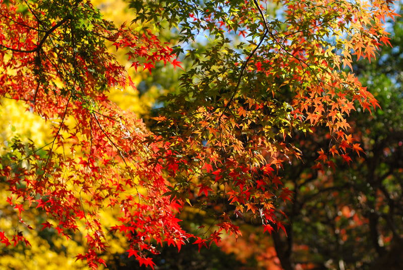 モミジの葉が紅葉してゆく色のグラデーションがわかりますよね Photo No レンズの向こうに