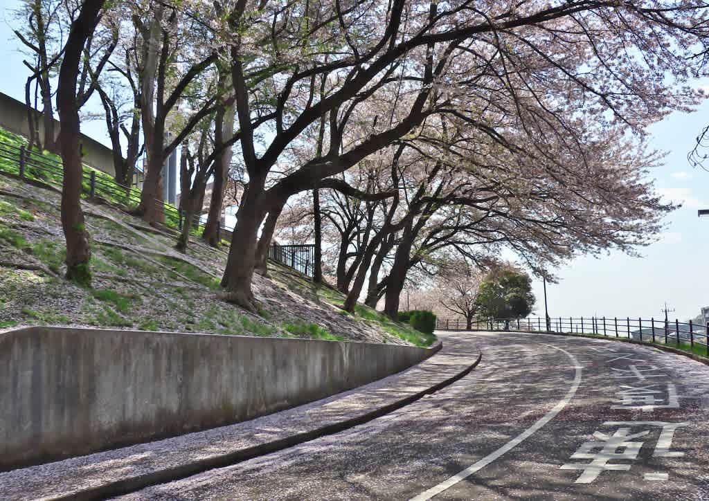 保土ヶ谷公園の桜 1 ほどあき 保土ヶ谷公園の桜 1 ほどあき