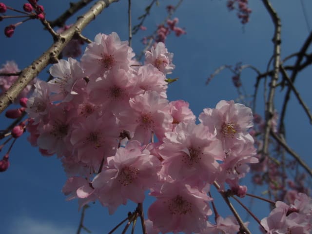 枝垂れ桜 我が家の庭の花
