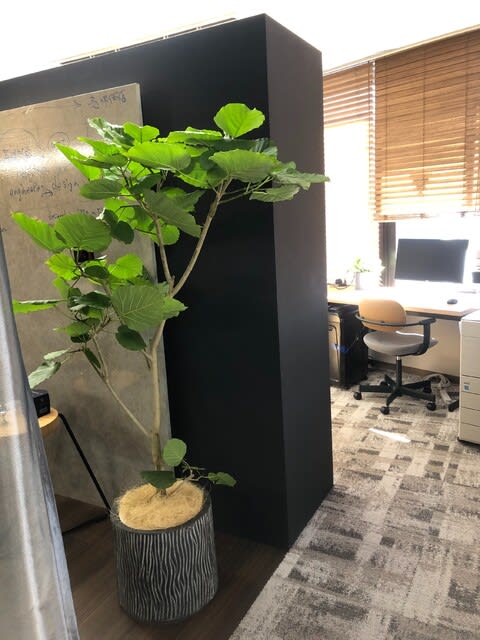 オフィスへの観葉植物レンタル 緑と一緒に 日々の暮らしに植物を