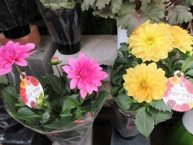 ダリア マキシ 4寸鉢を入荷致しました プレゼント 自宅用 神奈川県 茅ケ崎市の花屋 さんこう生花店 のgooブログ
