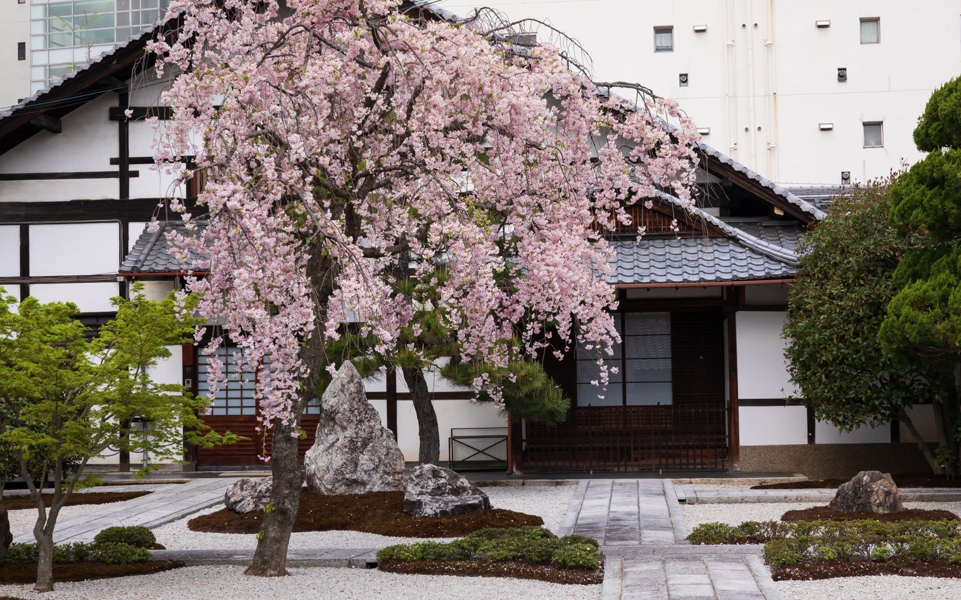 18年桜の京都 大應寺の壁紙 計8枚 壁紙 日々駄文