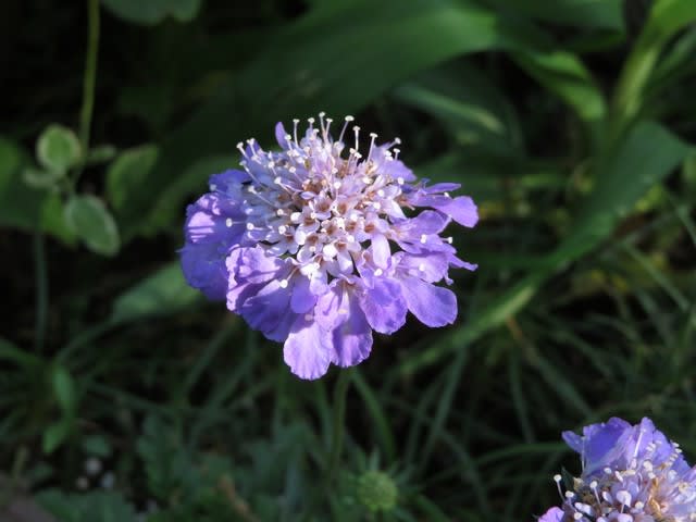 マツムシソウの園芸品種 スカビオサ 092 野の花 庭の花