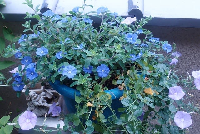 アメリカンブルー コンボルブルスの寄せ植え こんな状態です Nokoの花図鑑