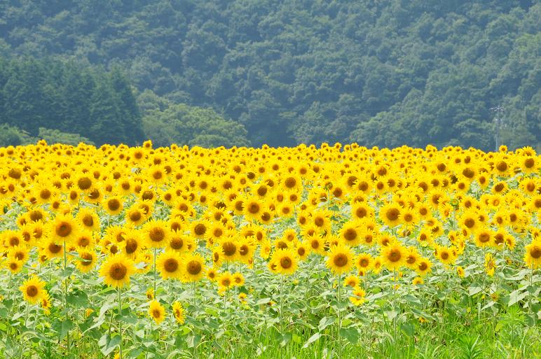 美しい 夏の花 中国山地 その５ 綺麗な写真 日々出来事