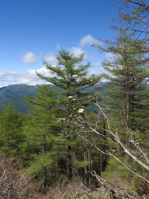 高ボッチ高原・鉢伏山で最近咲いている花　オオカメノキ（大亀の木）