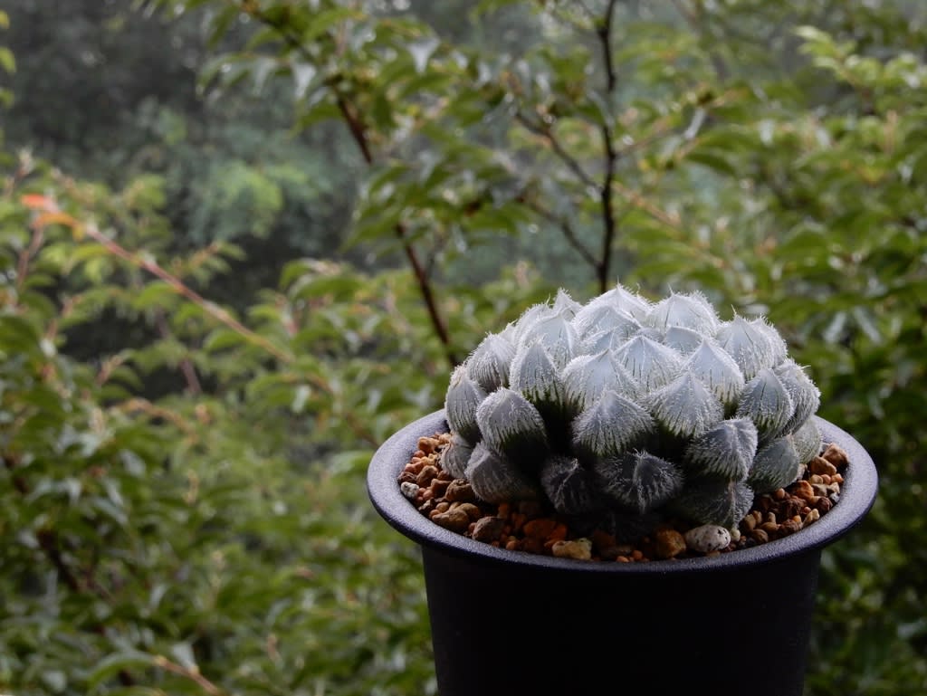 森*カ様 ナイルの一滴 実生 透明選抜 S1-6 現物 多肉植物 ハオルチア ア 窓のきれいなハオルチア | グリーン＆インテリア ー 何気ない
