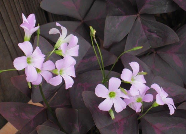 オキザリス 紫の舞 三角形の濃い赤紫の葉が人気 く にゃん雑記帳