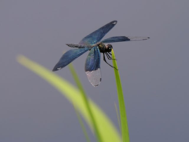 トンボ蜻蛉とんぼ 気楽にとり 鳥 撮り 歩き