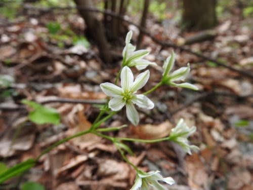 高ボッチ高原・鉢伏山で最近咲いている花　ホソバノアマナ（細葉の甘菜）