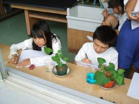 5年 理科 植物の発芽と成長 箕面市立西南小学校