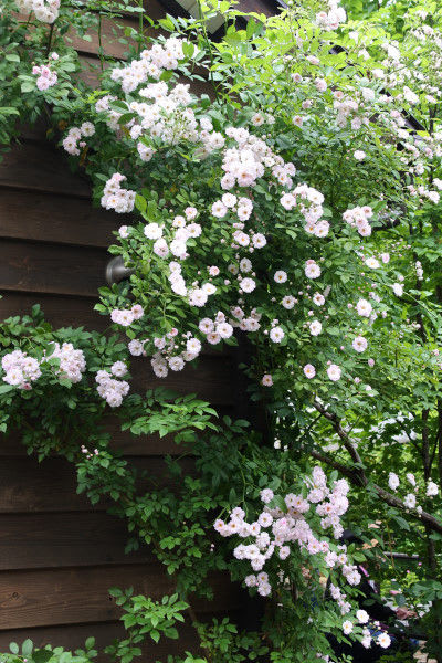 禅ローズ　南部桜